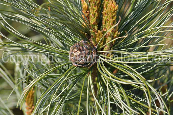 PGC-T-Pinus-pumila-Glauca-vkpk1-2010-02