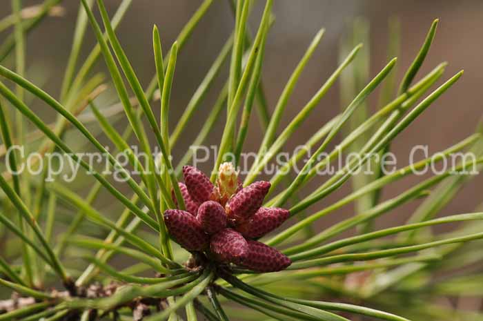 PGC-T-Pinus-pungens-vnk1-2010-04