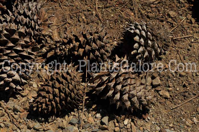 PGC-T-Pinus-sabiniana-04-2012.jpg-1