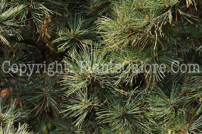 PGC-T-Pinus-strobus-Brevifolia-2010-03