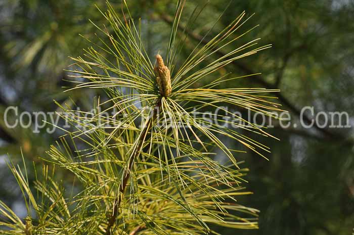 PGC-T-Pinus-strobus-Golden-2010-01