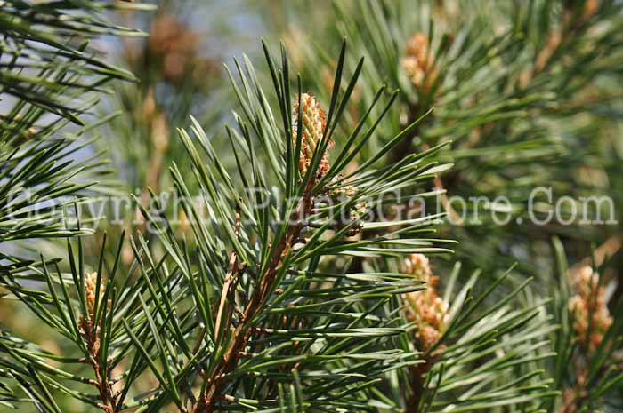 PGC-T-Pinus-sylvestris-Beuvronensis-2010-02