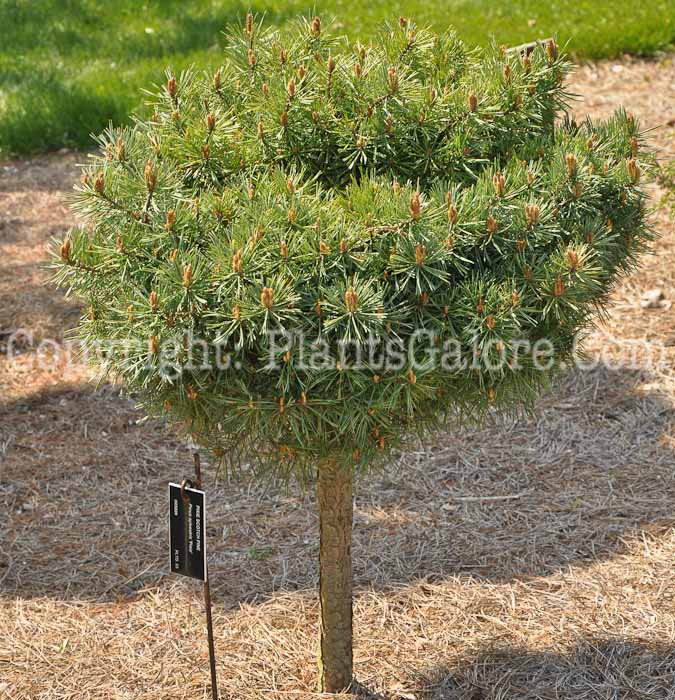 PGC-T-Pinus-sylvestris-Pixie-2010-01