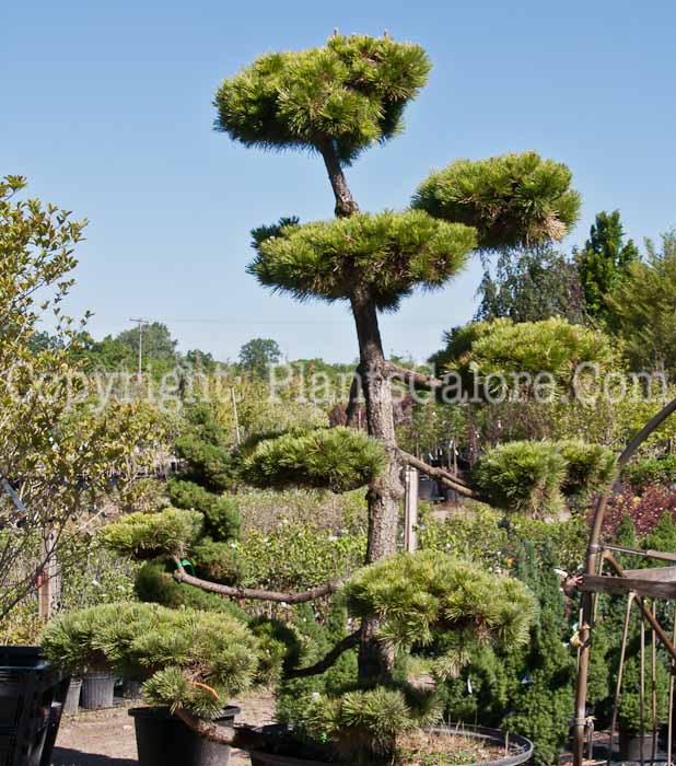 PGC-T-Pinus-thunbergi-Thunderhead-0614-2