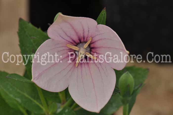 PGC-P-Platycodon-Astra-Pink-2010-02