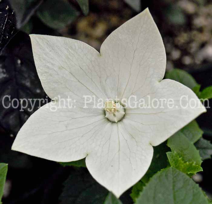 PGC-P-Platycodon-white-2011-05-001