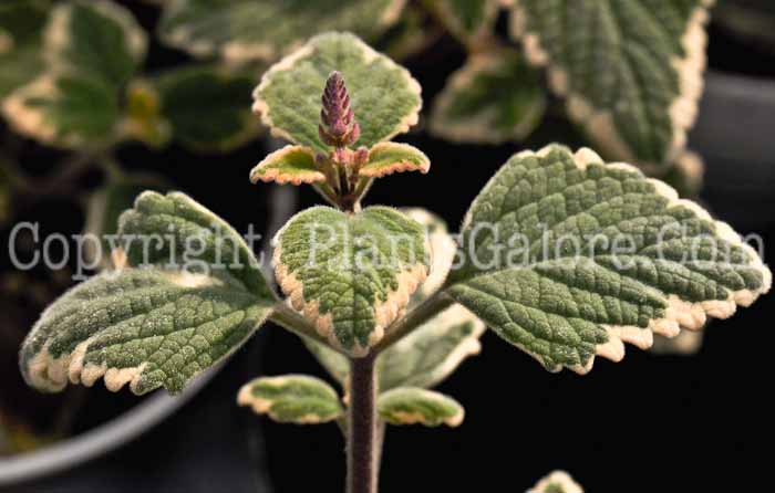 PGC-A-Plectranthus-Blue-Yonder-1-2010