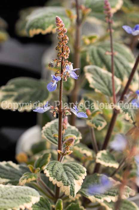 PGC-A-Plectranthus-Blue-Yonder-2-2010