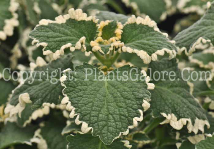 PGC-A-Plectranthus-ciliatus-Variegated-2