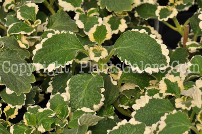 PGC-A-Plectranthus-ciliatus-Variegated-3