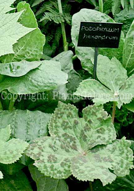 PGC-P-Podophyllum-hexandrum-ff-2010