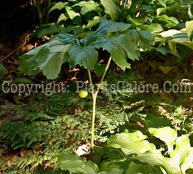 PGC-P-Podophyllum-peltatum-aka-Mayapple-11