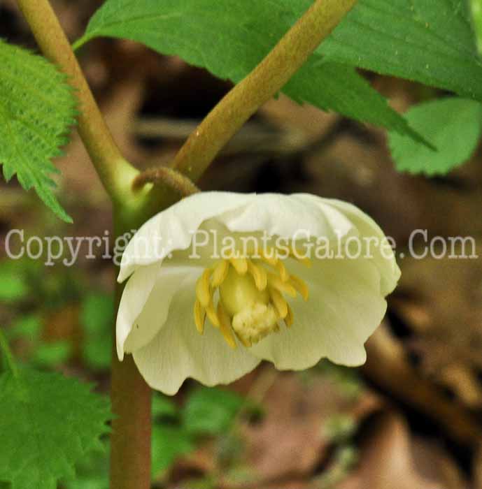 PGC-P-Podophyllum-peltatum-aka-Mayapple-13