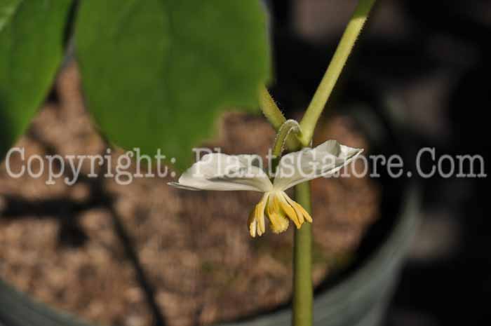 PGC-P-Podophyllum-peltatum-aka-Mayapple-14