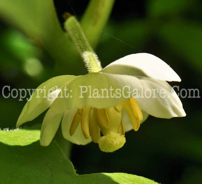 PGC-P-Podophyllum-peltatum-aka-Mayapple-15