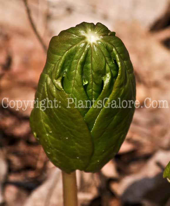 PGC-P-Podophyllum-peltatum-aka-Mayapple-4