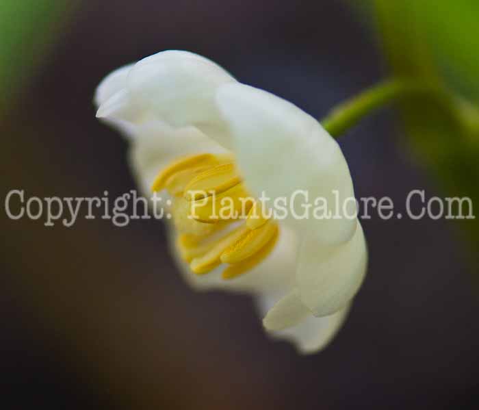 PGC-P-Podophyllum-peltatum-aka-Mayapple-7