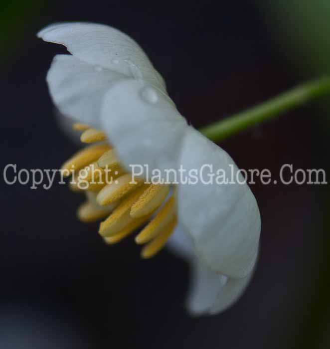 PGC-P-Podophyllum-peltatum-aka-Mayapple-8