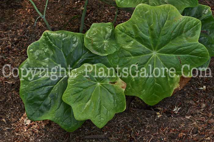 PGC-P-Podophyllum-pleianthus-aka-Mayapple-1