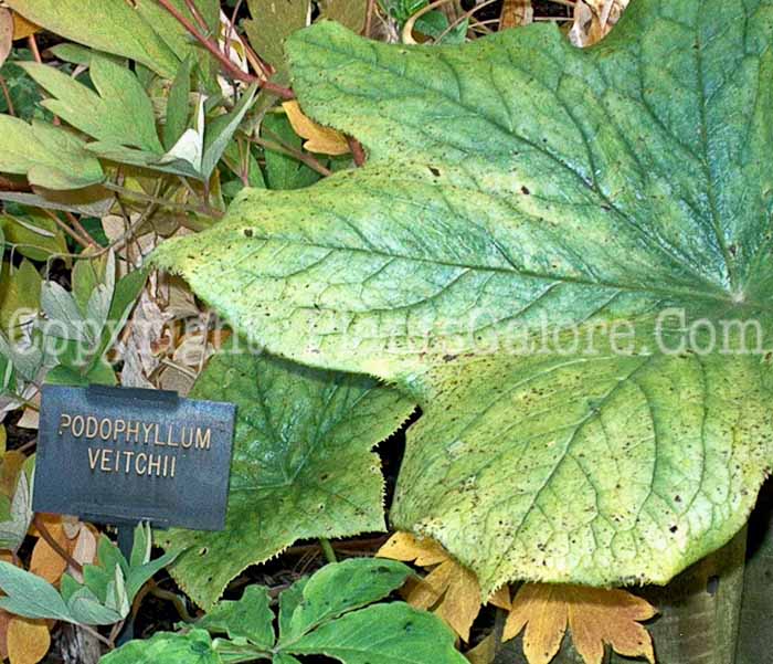 PGC-P-Podophyllum-veitchii-2010