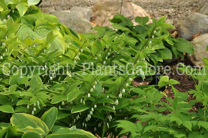 PGC-P-Polygonatum-commutatum-2011-001