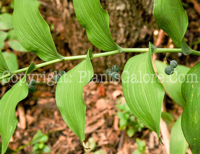 PGC-P-Polygonatum-commutatum-8-2011-001