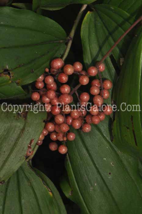 PGC-P-Polygonatum-commutatum-nj-2010