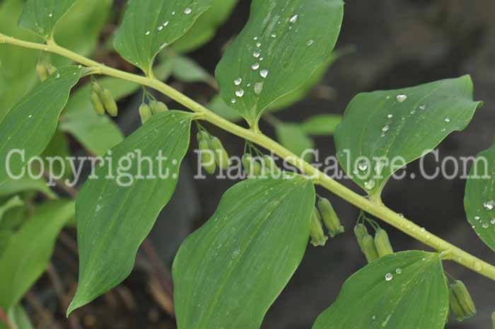 PGC-P-Polygonatum-sibiricum-1