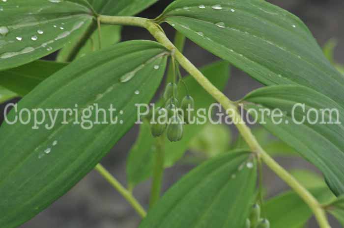 PGC-P-Polygonatum-Welhenstephen-1