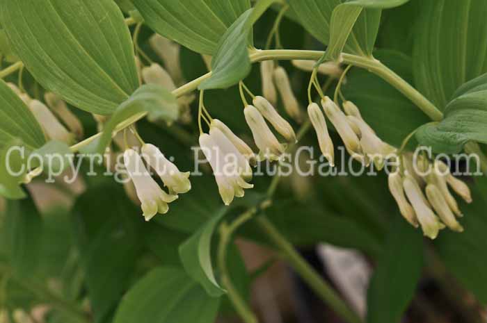 PGC-P-Polygonatum-Welhenstephen-2