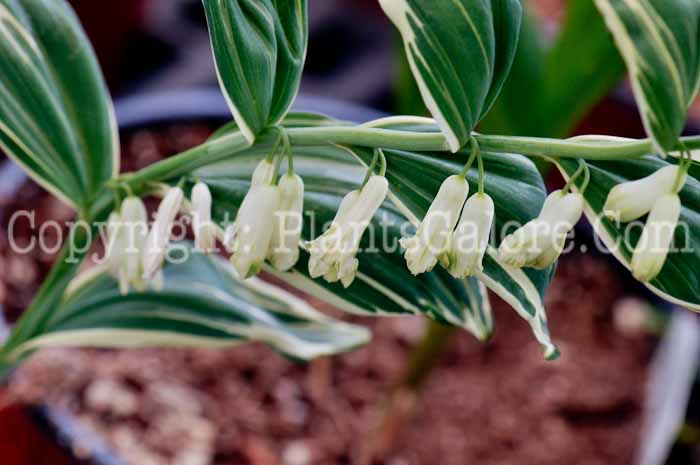 PGC-P-Polygonatum-x-hybridum-Striatum-1