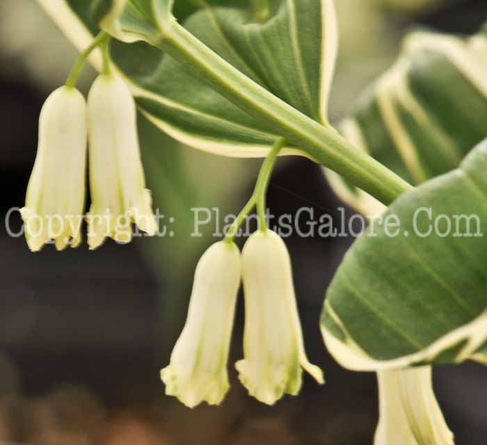 PGC-P-Polygonatum-x-hybridum-Striatum-2