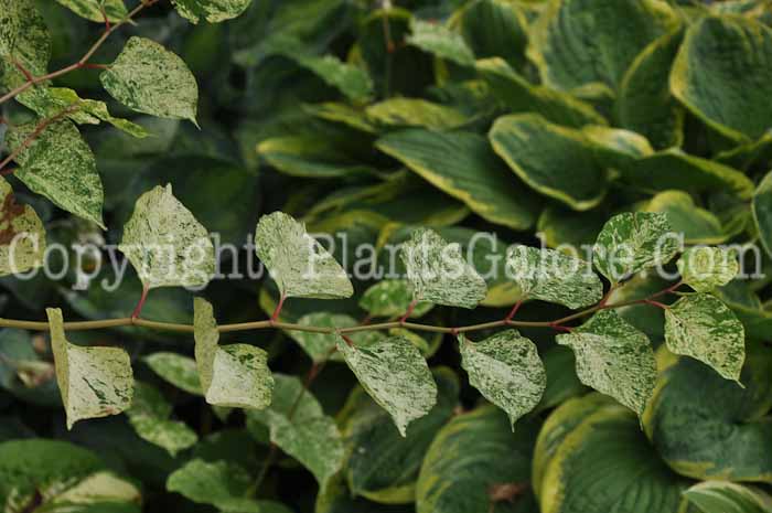 PGC-P-Polygonum-cuspidatum-Variegata-04