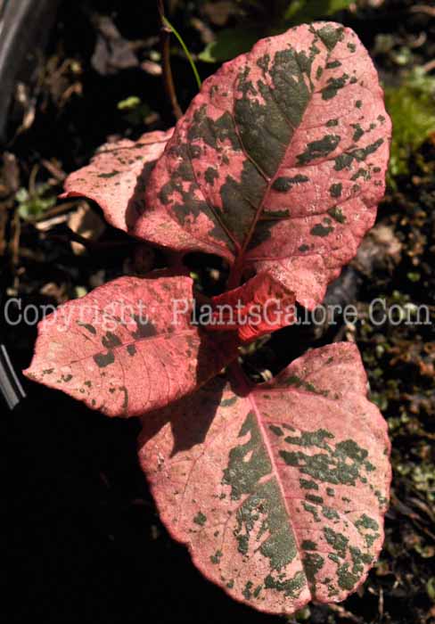 PGC-P-Polygonum-japonicum-Variegata-2010-001