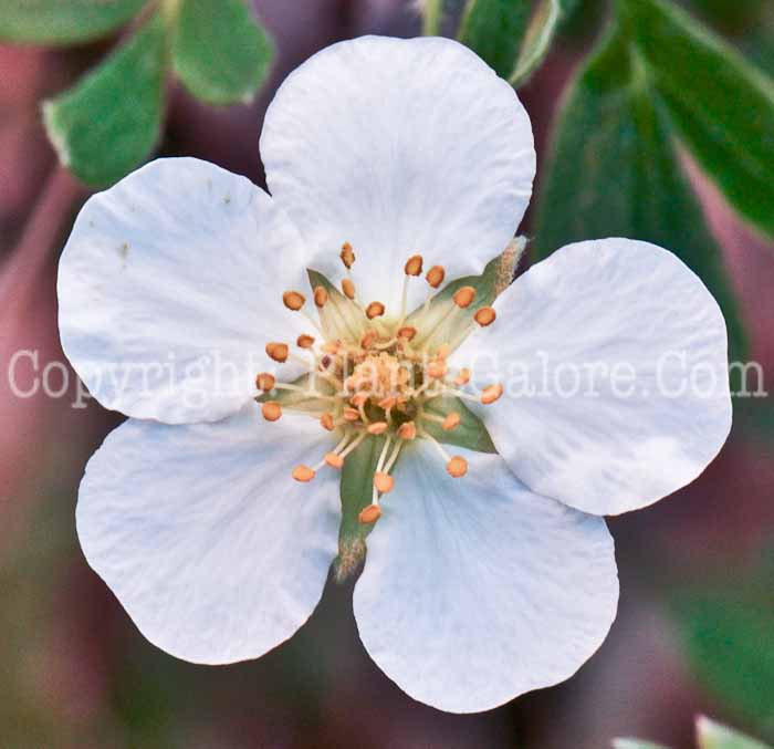 PGC-S-Potentilla-fruiticosa-Abbotswood-1