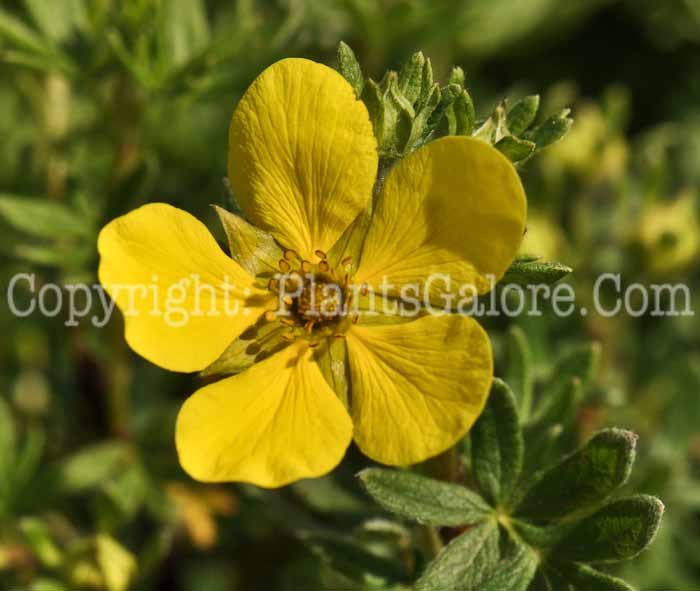 PGC-S-Potentilla-fruiticosa-Goldfinger-01