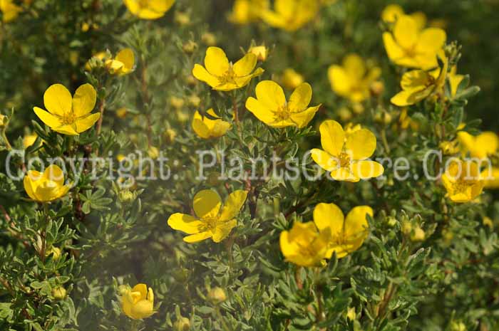 PGC-S-Potentilla-fruiticosa-Goldfinger-02