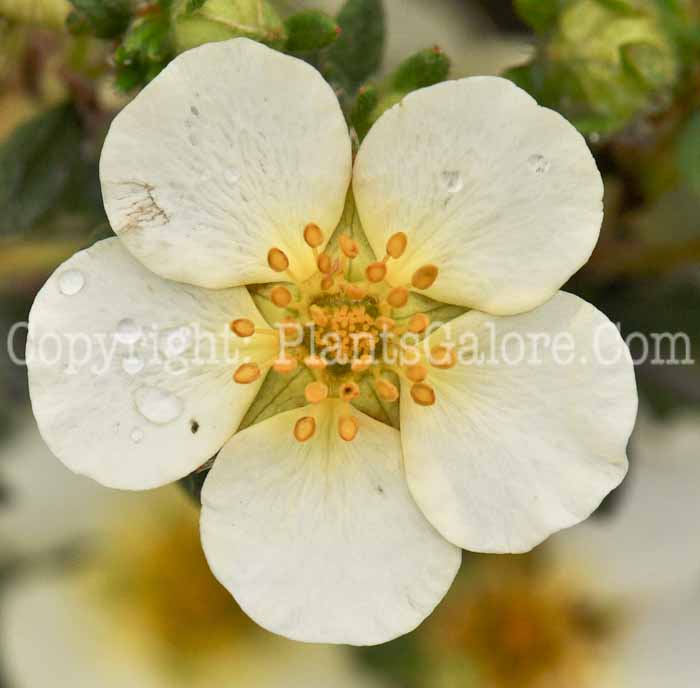 PGC-S-Potentilla-fruiticosa-McKays-White-004