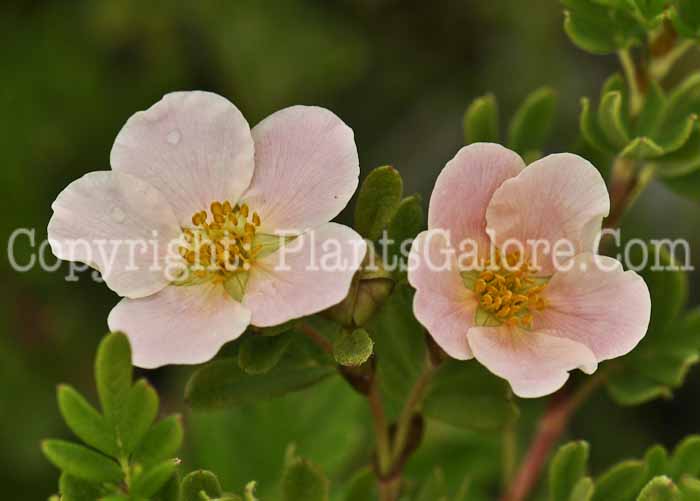 PGC-S-Potentilla-fruiticosa-Pink-Beauty-01