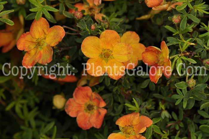 PGC-S-Potentilla-fruiticosa-Red-Robin-001