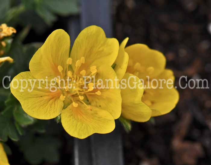 PGC-S-Potentilla-neumanniana-Nana-2010-02