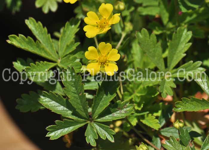 PGC-S-Potentilla-verna-2011-001