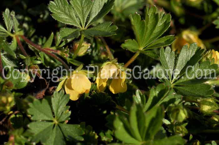 PGC-S-Potentilla-verna-Nana-1