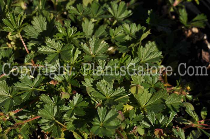 PGC-S-Potentilla-verna-Nana-2