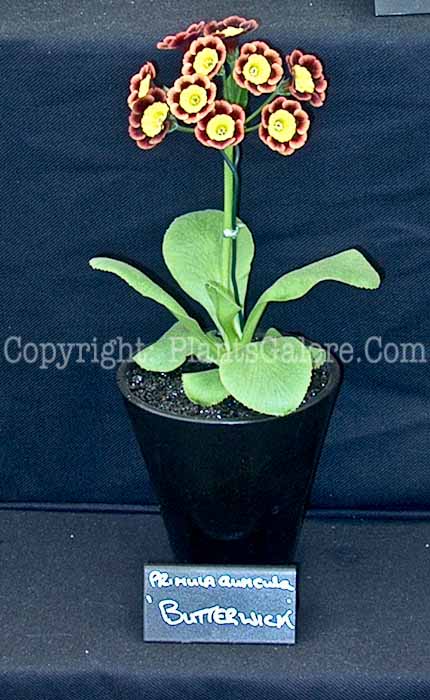 PGC-P-Primula-auricula-Butterwick-2010-01