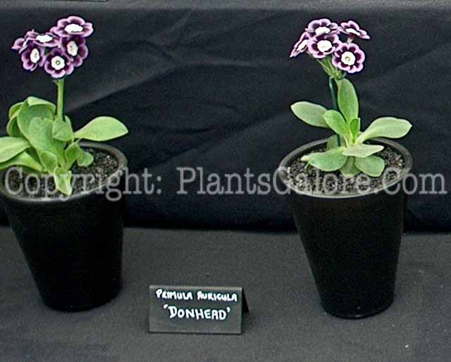 PGC-P-Primula-auricula-Donhead-1x-2010