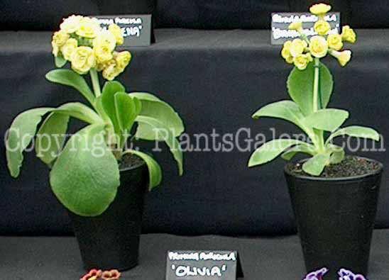 PGC-P-Primula-auricula-Olivia-2010-0002