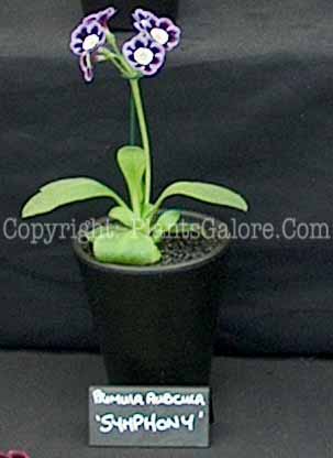 PGC-P-Primula-auricula-Symphony-2010-0002