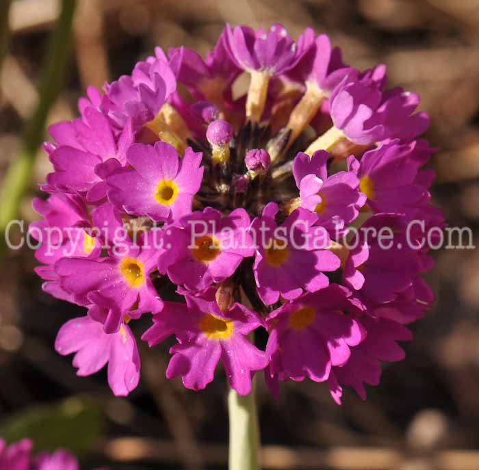 PGC-P-Primula-dentata-2010-066