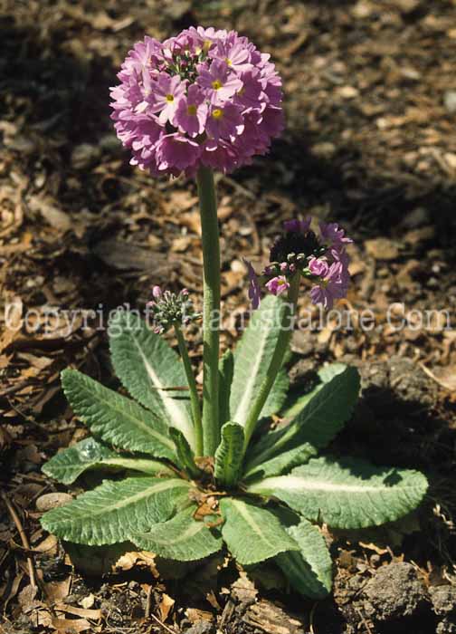 PGC-P-Primula-denticulata-2010-04